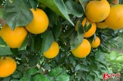柑橘農藥使用管理（柑橘全年管理技術及農藥使用）