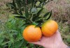 柑橘新品種究竟該如何抉擇？