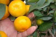 想了解柑橘苗生長的奧秘？看這里！