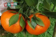 種出優質柑橘，從這些條件開始