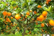 柑橘枳殼技術