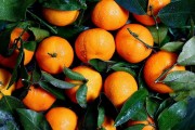 五月柑橘種植技術